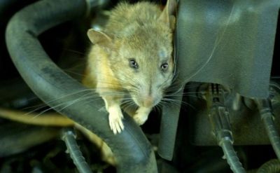 Cách chống chuột vào khoang máy xe ô tô đơn giản